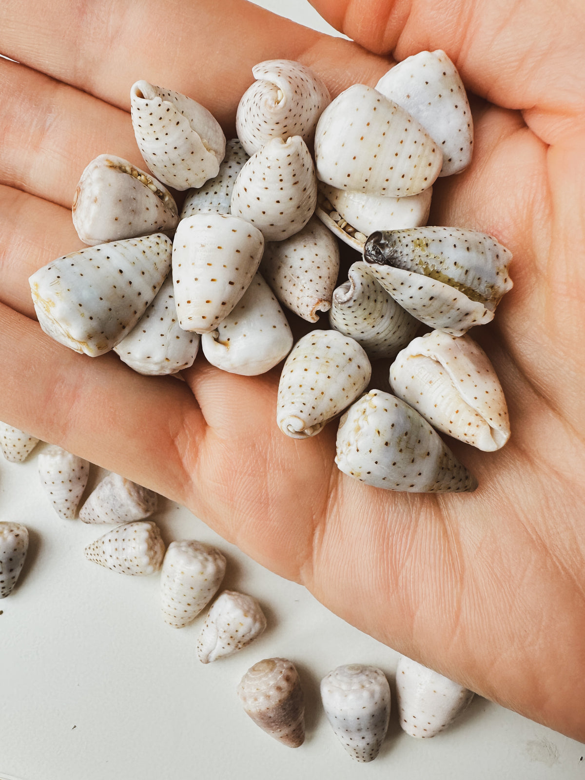 Cone Shell 4mm Stretch Bracelet | 14K GF Limited Edition